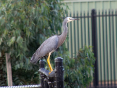 Egretta novaehollandiae