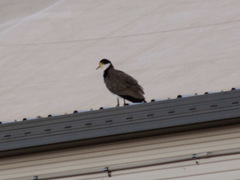 Vanellus miles novaehollandiae