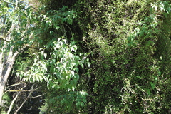 Muehlenbeckia complexa complexa