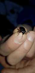 Accanthopus velikensis