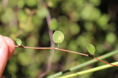Muehlenbeckia complexa complexa