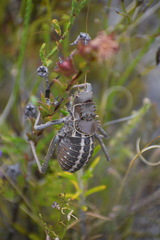 Hetrodes pupus