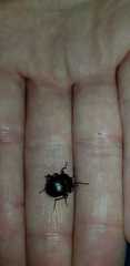 Accanthopus velikensis