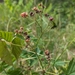 Rubus uniformis - Photo (c) Jaxon Lane, algunos derechos reservados (CC BY-NC), subido por Jaxon Lane