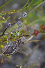 Hetrodes pupus