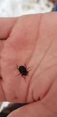 Accanthopus velikensis