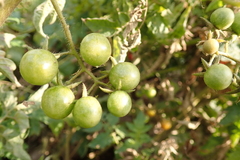 Solanum lycopersicum cerasiforme