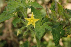 Solanum lycopersicum cerasiforme