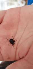Accanthopus velikensis