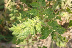 Solanum lycopersicum cerasiforme