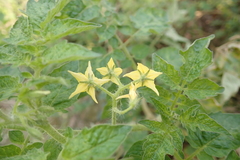 Solanum lycopersicum cerasiforme