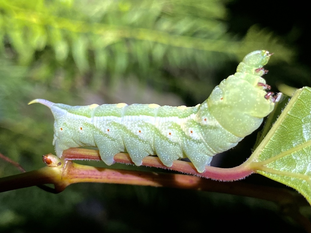 Virginia Creeper Sphinx From Fifth Line, Guelph Eramosa, On, Ca On 