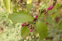 Pseuderanthemum laxiflorum
