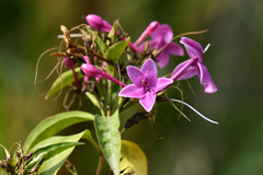 Pseuderanthemum laxiflorum
