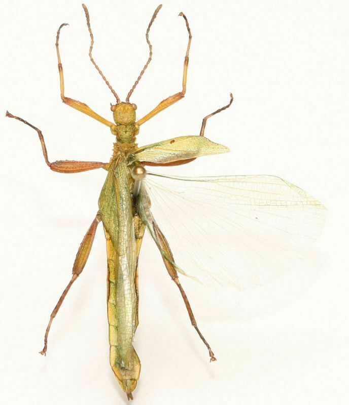 Microphyllium haskelli