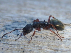 Dolichoderus scabridus