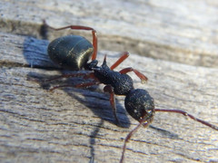 Dolichoderus scabridus
