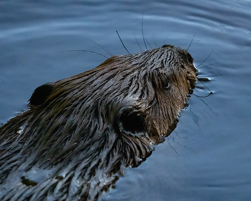 American Beaver photographed in Maine