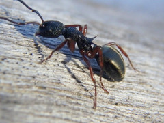 Dolichoderus scabridus