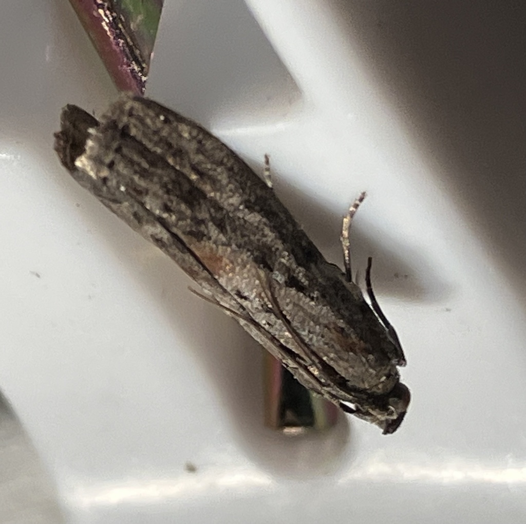 Prominent Moths from Penn Ave. Apalachin NY on August 20, 2023 at 10:30 ...