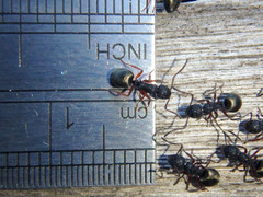 Dolichoderus scabridus