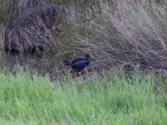 Porphyrio melanotus