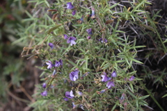 Vicia magellanica