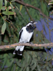 Grallina cyanoleuca