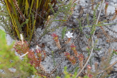 Roella recurvata