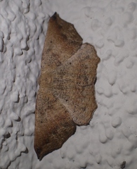 Prochoerodes forficaria