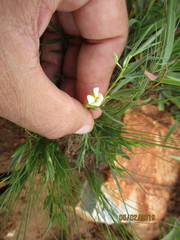 Pearsonia bracteata