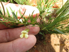 Pearsonia bracteata