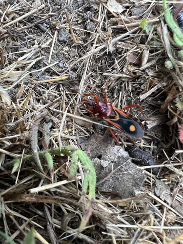 Western Corsair Bug photo 4