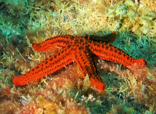 Echinaster brasiliensis
