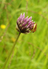 Allium maximowiczii