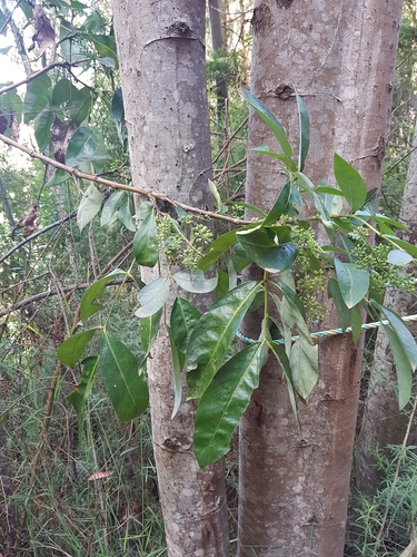 Polyscias sambucifolia observed 2019-02-10