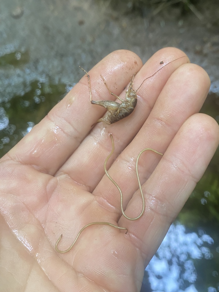 Gordioidea from Ottawa National Forest, Nisula, MI, US on August 21