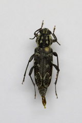 Xylotrechus rusticus