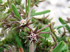 Aspidoglossum heterophyllum