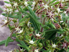 Aspidoglossum heterophyllum
