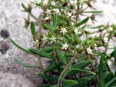 Aspidoglossum heterophyllum