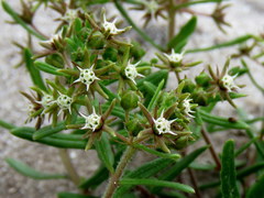 Aspidoglossum heterophyllum