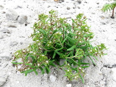 Aspidoglossum heterophyllum