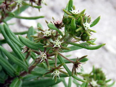 Aspidoglossum heterophyllum