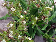 Aspidoglossum heterophyllum