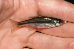 Golden Shiner photo 3