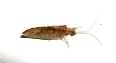 Hemerobius eatoni