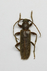Trichoferus campestris