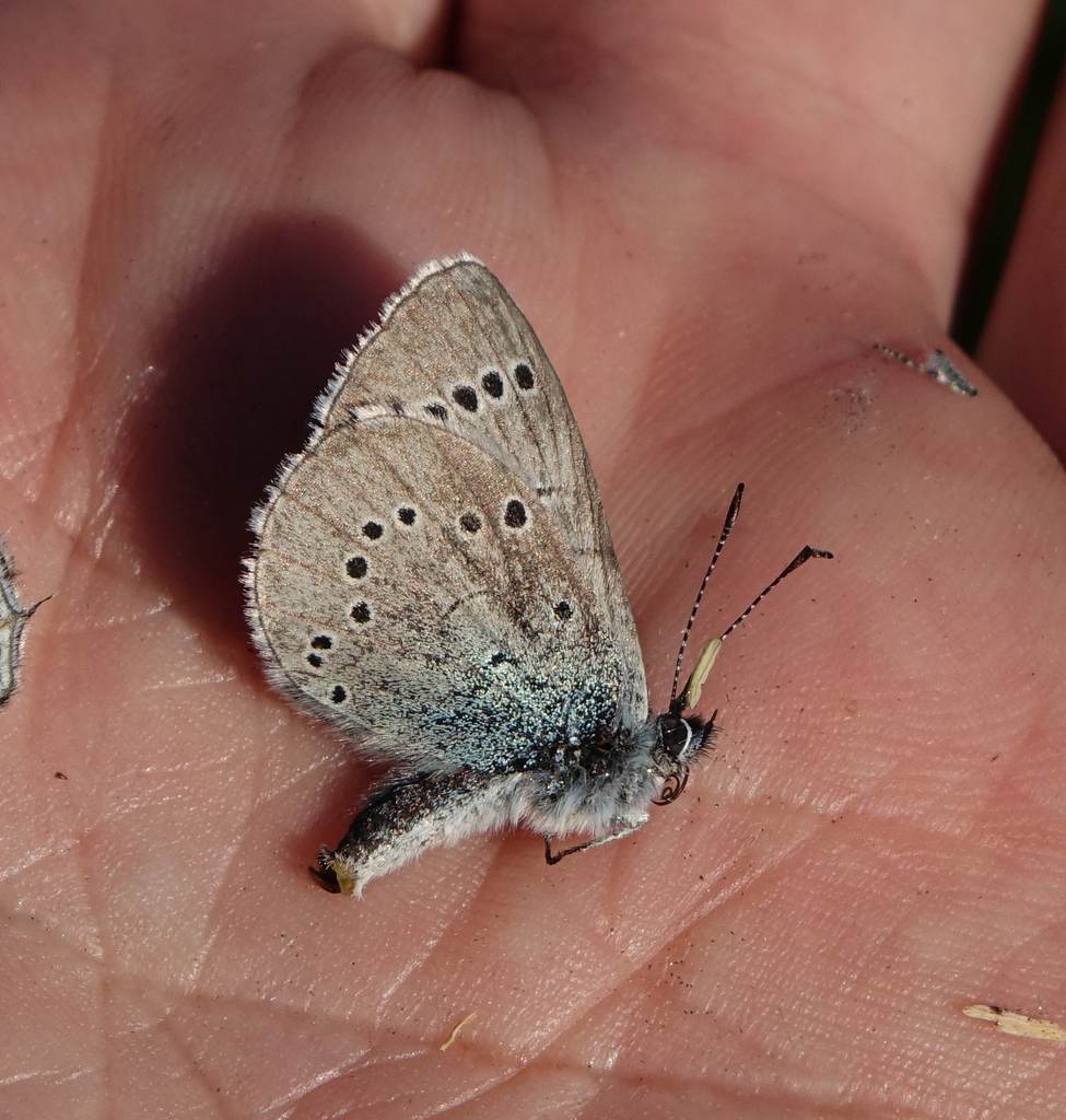 Lycormas Blue