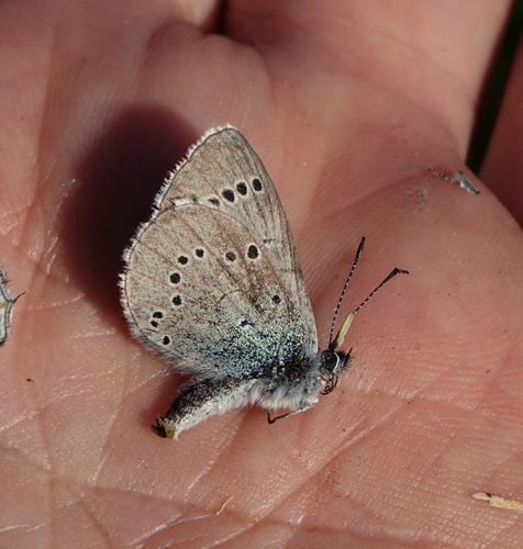Lycormas Blue